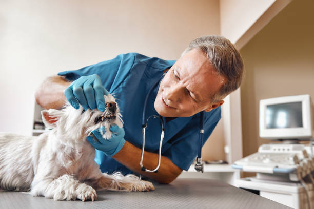 Best Emergency X-Rays and Diagnostics in Bradford, TN
